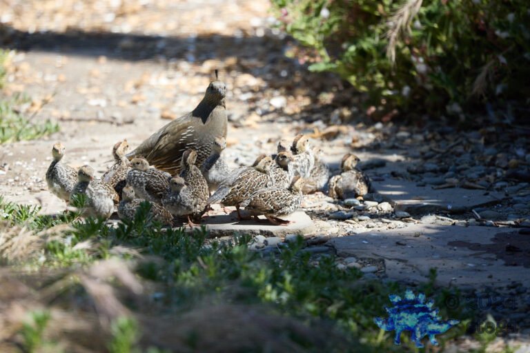 California Quail