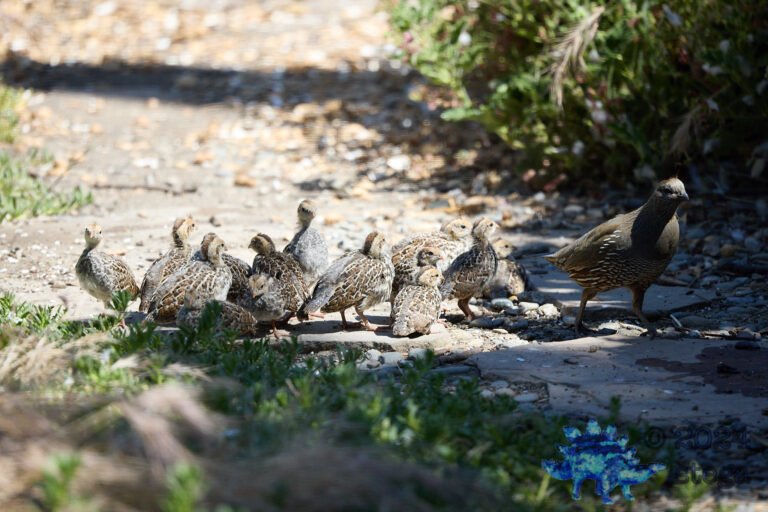 California Quail