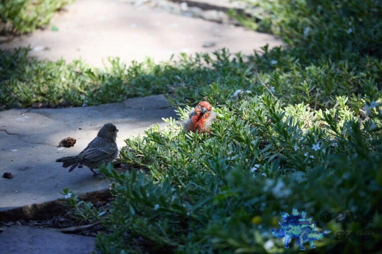 Bullock’s Oriole, House Finch