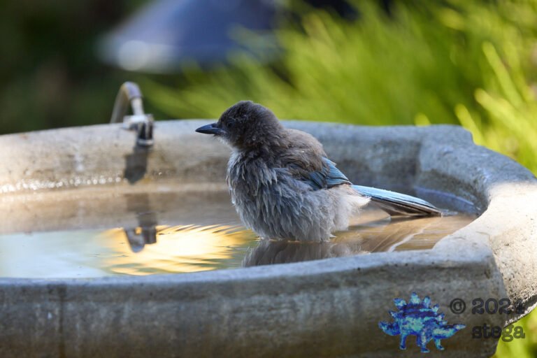 California Scrub Jay