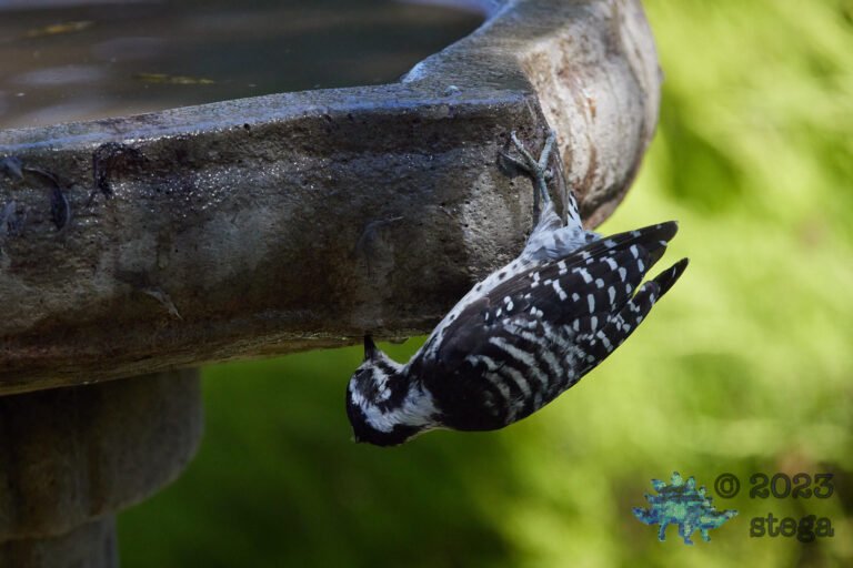 Nuttall’s Woodpecker