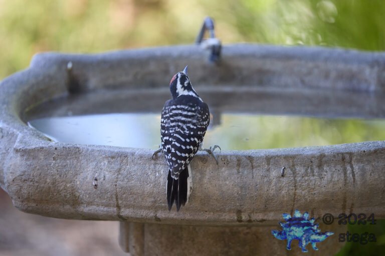 Nuttall’s Woodpecker