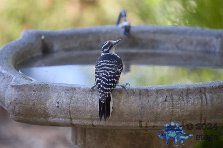 Nuttall’s Woodpecker