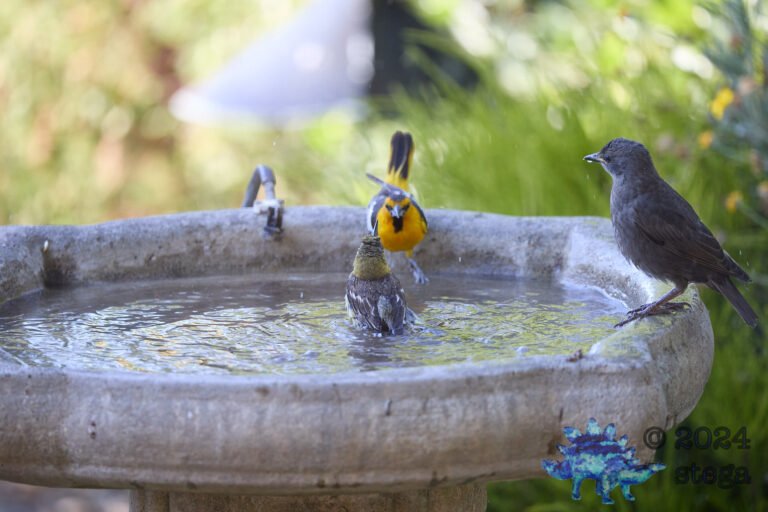 Bullock’s Oriole, European Starling