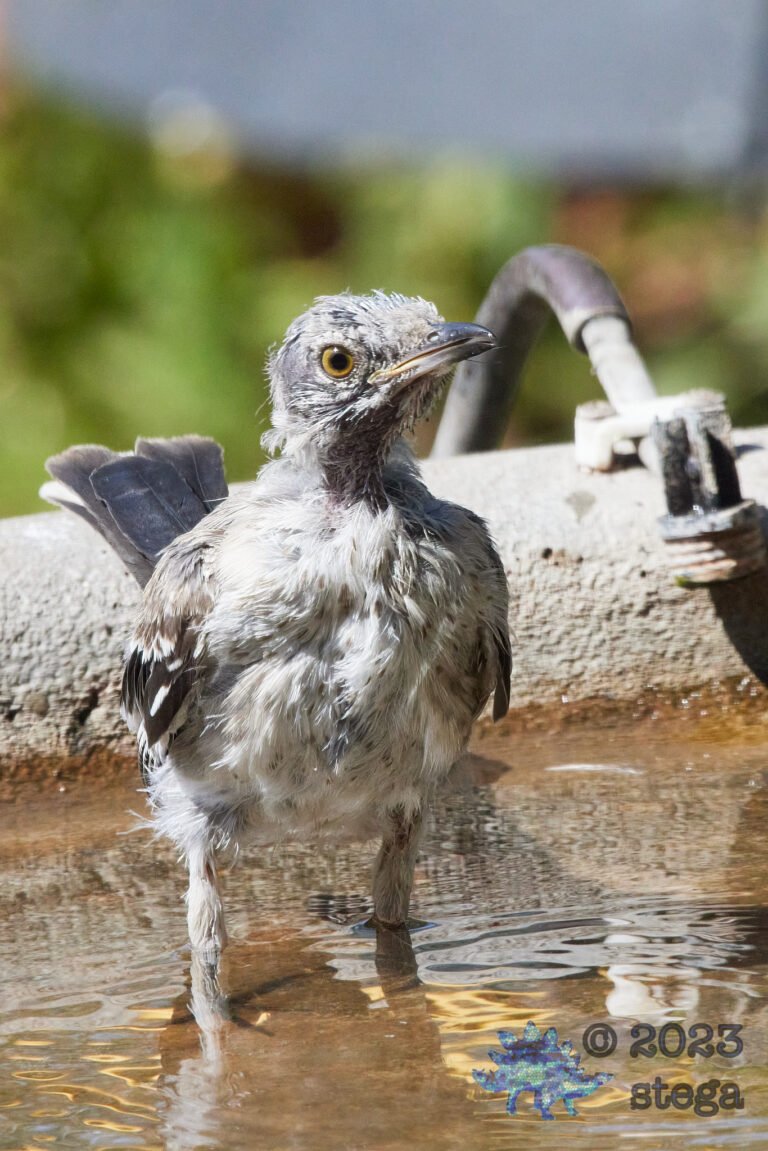 Northern Mockingbird