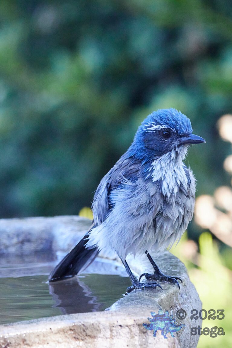 California Scrub Jay