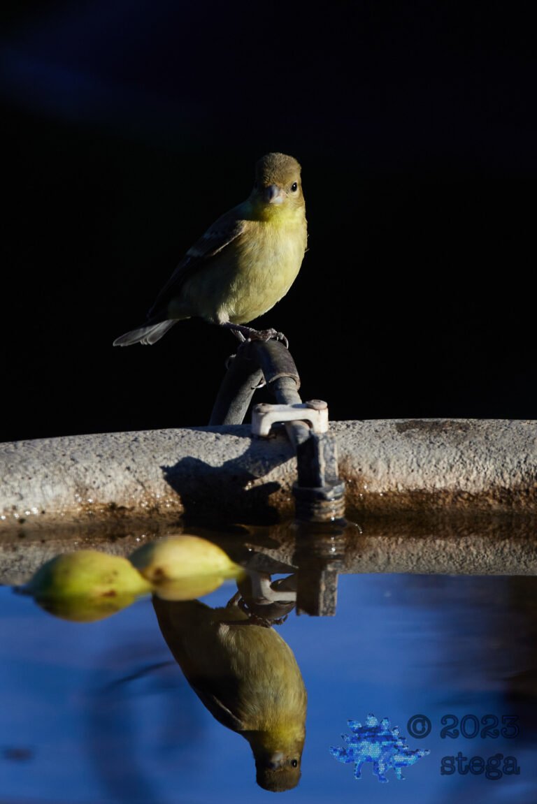 Lesser Goldfinch