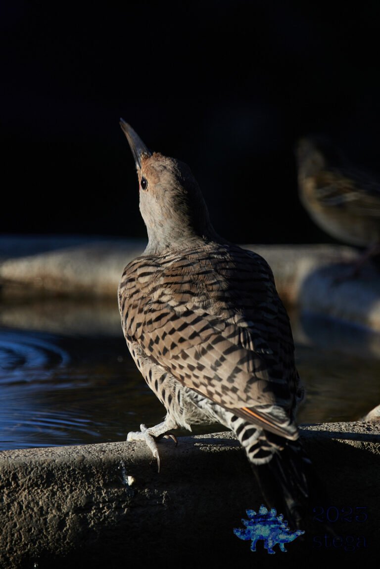 Northern Flicker
