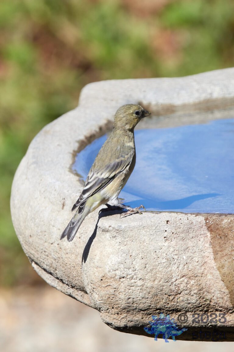 Lesser Goldfinch