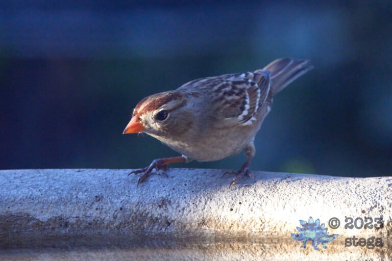 White-Crowned Sparrow