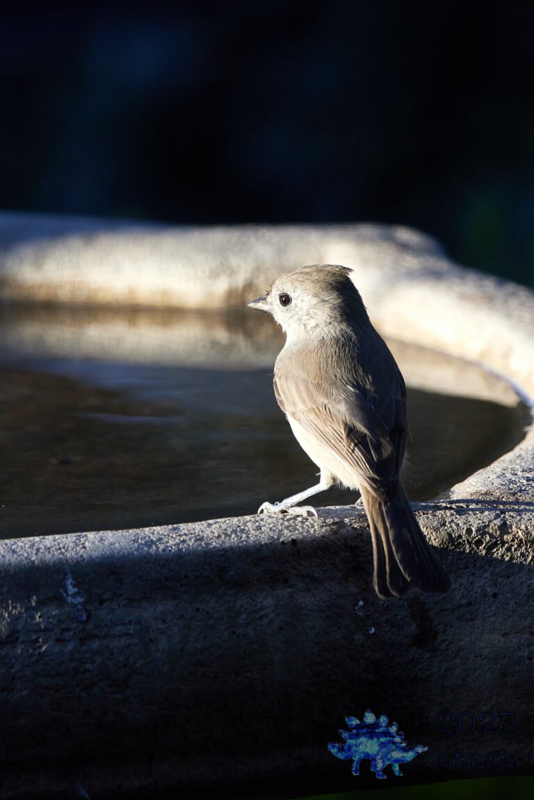 Oak Titmouse