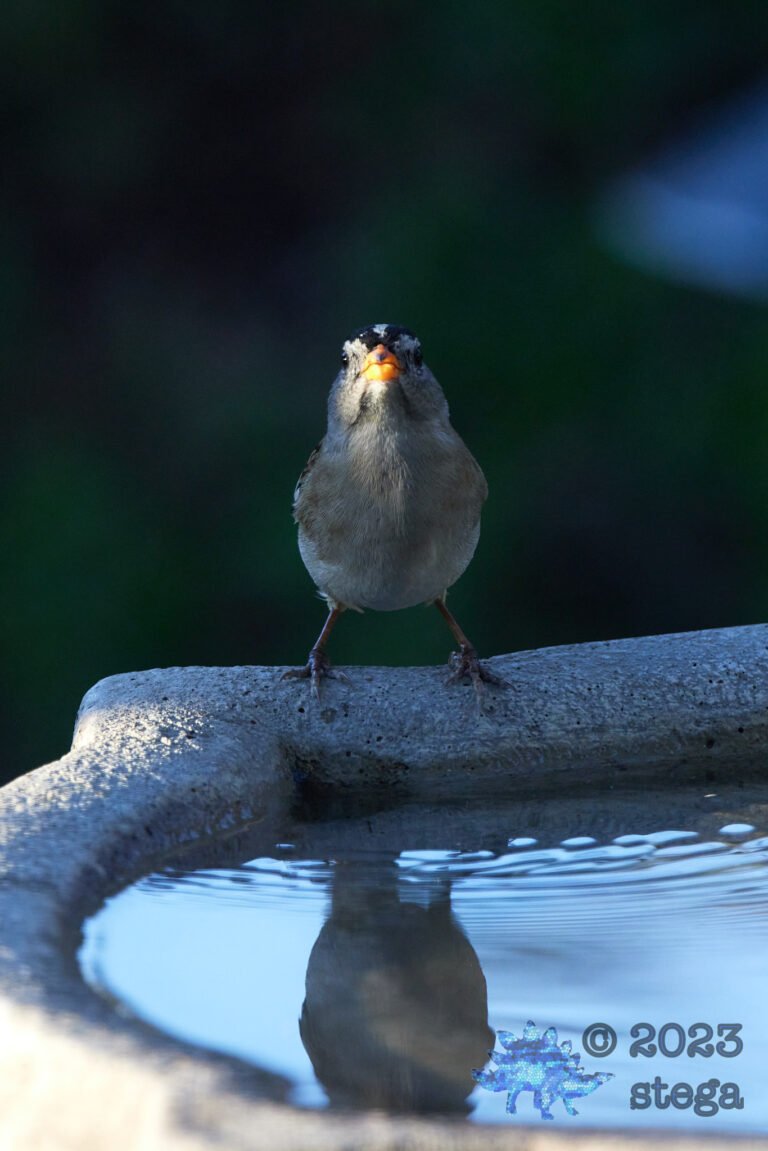 White-Crowned Sparrow