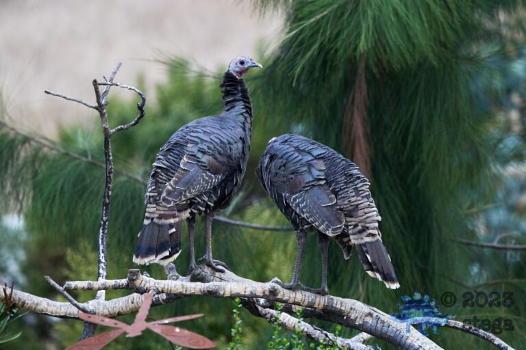 Wild Turkey