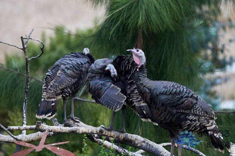 Wild Turkey
