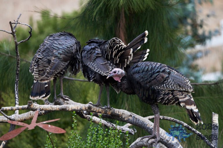 Wild Turkey