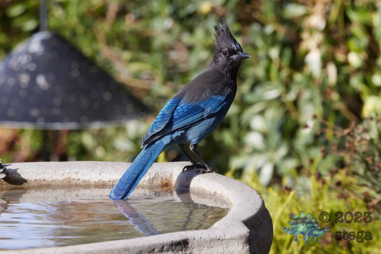 Steller’s Jay