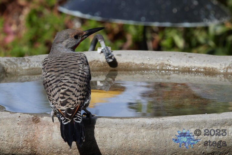 Northern Flicker