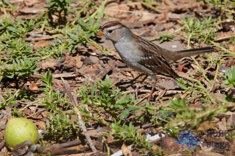 White-Crowned Sparrow