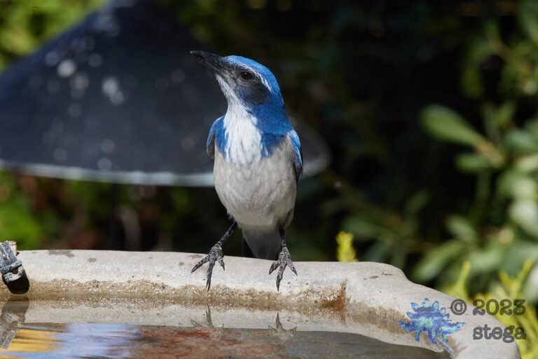 California Scrub Jay