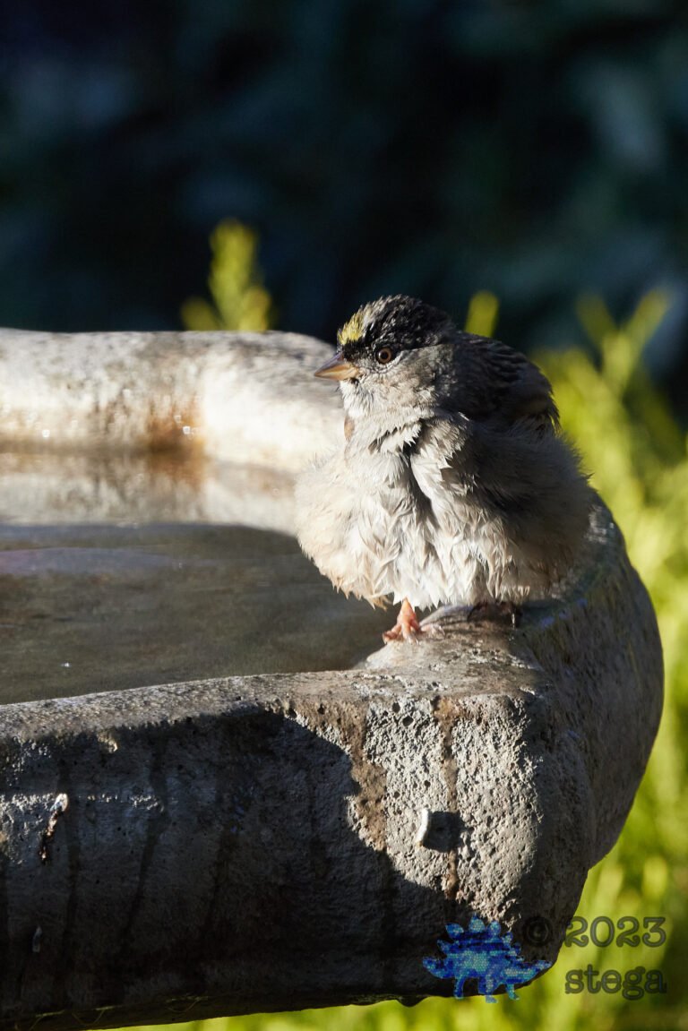 Gold-Crowned Sparrow