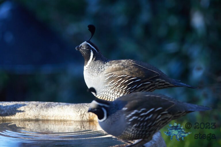California Quail