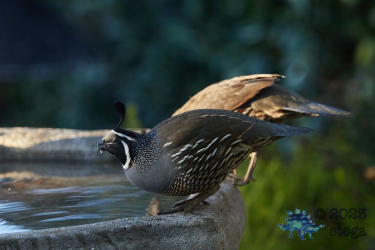 California Quail