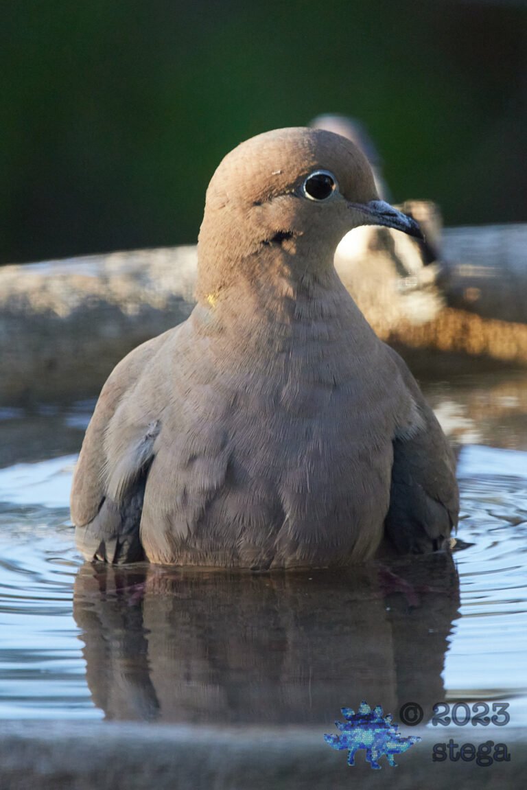 Mourning Dove