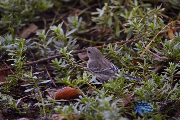 Yellow-rumped Warbler