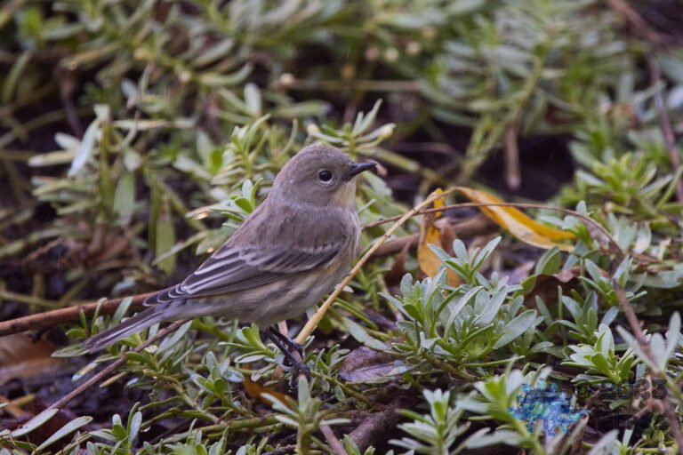 Yellow-rumped Warbler