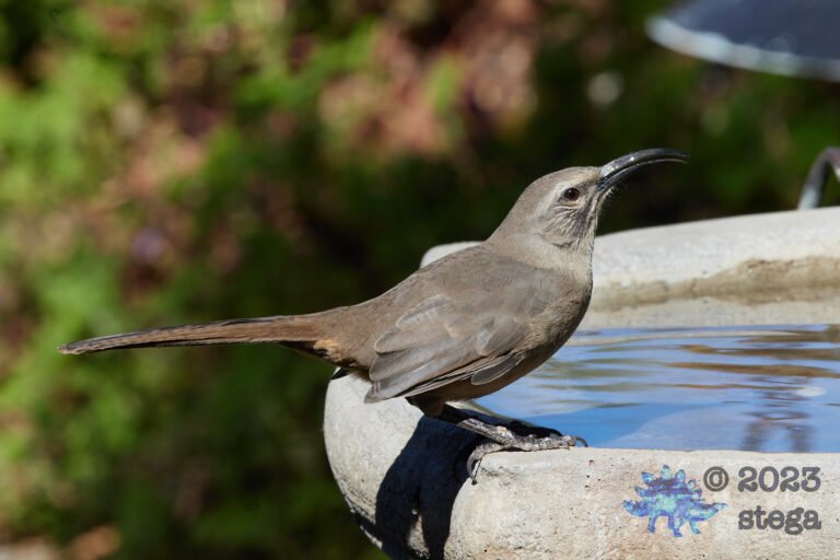 California Thrasher