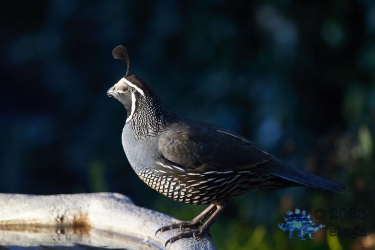 California Quail