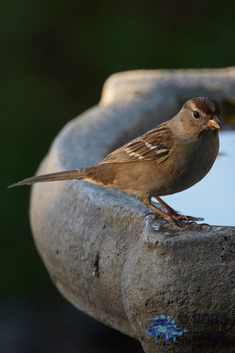 White-Crowned Sparrow