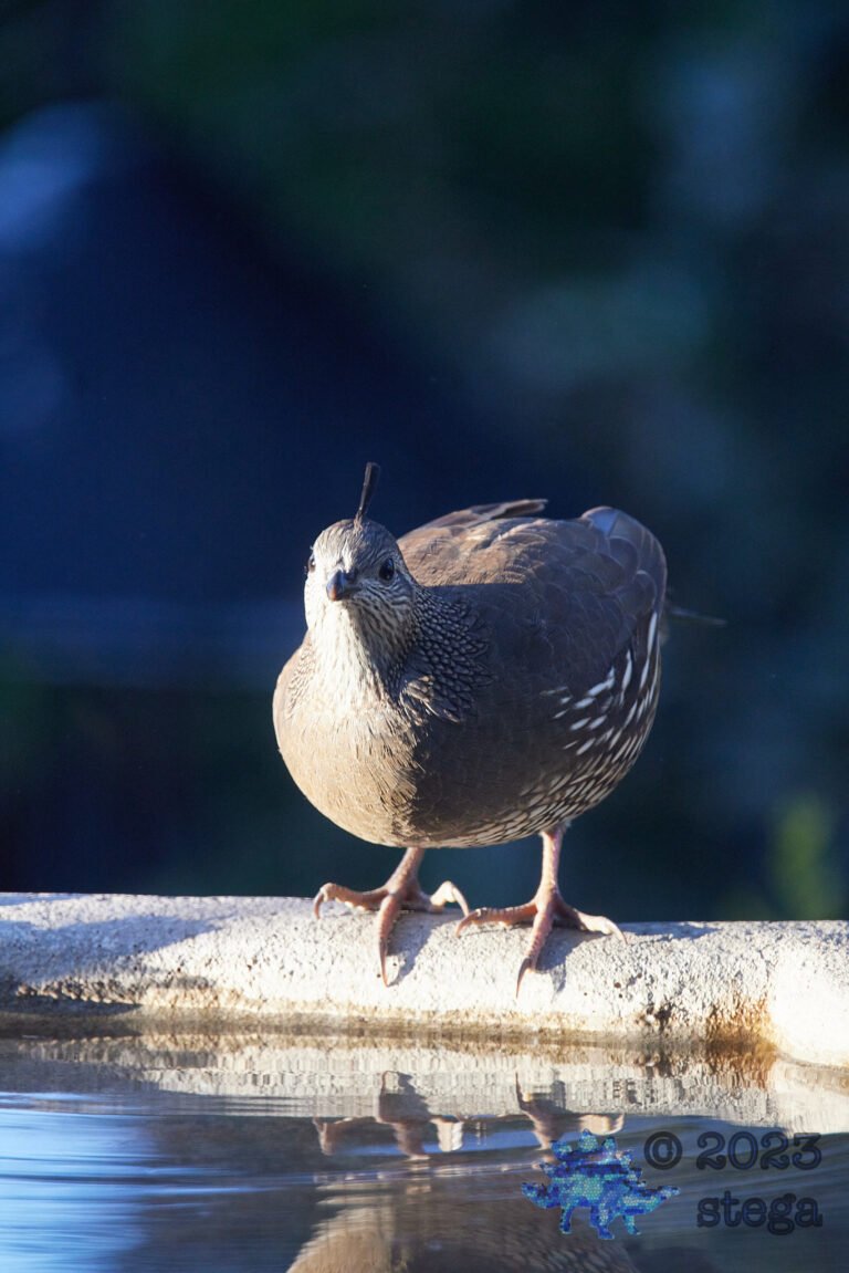 California Quail