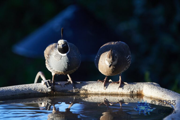 California Quail