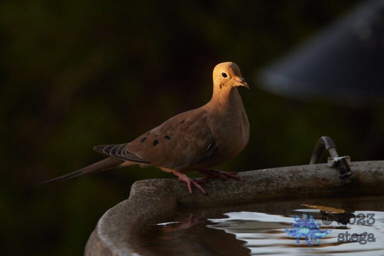Mourning Dove