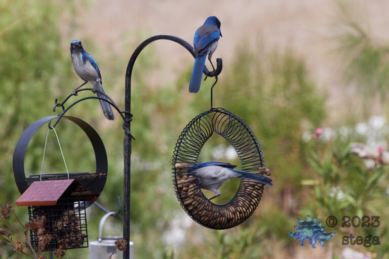 California Scrub Jay