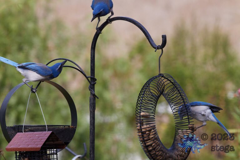 California Scrub Jay