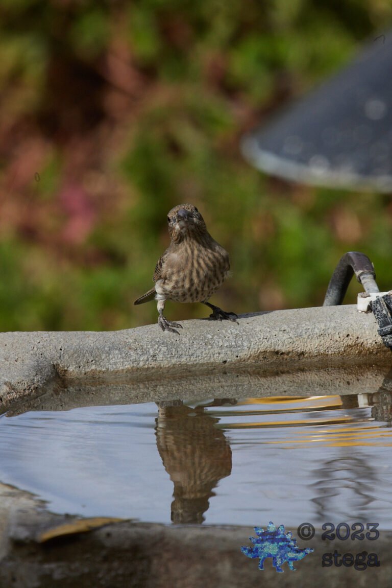 House Finch
