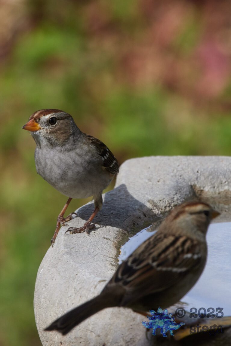 White-Crowned Sparrow
