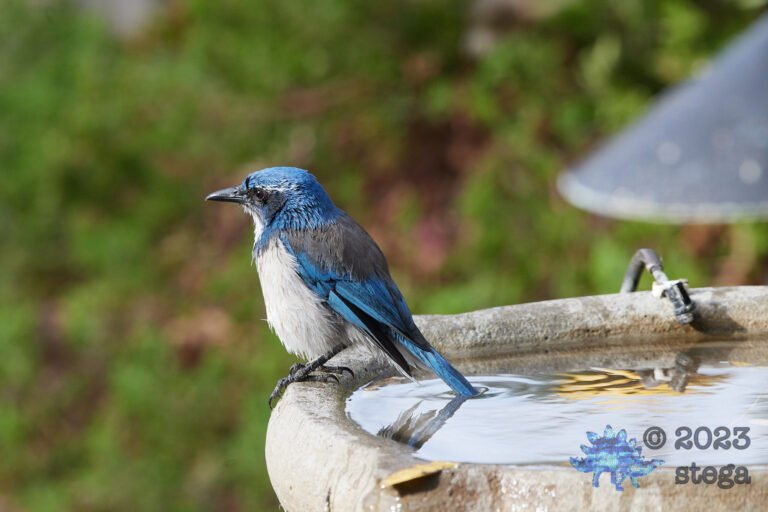 California Scrub Jay