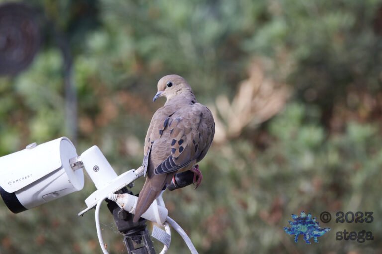 Mourning Dove