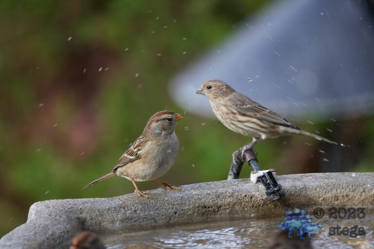 White-Crowned Sparrow