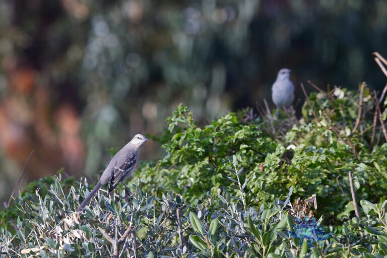 Northern Mockingbird