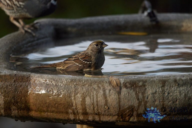 Gold-Crowned Sparrow