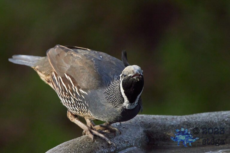 California Quail