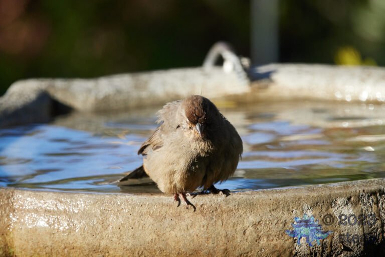 California Towhee