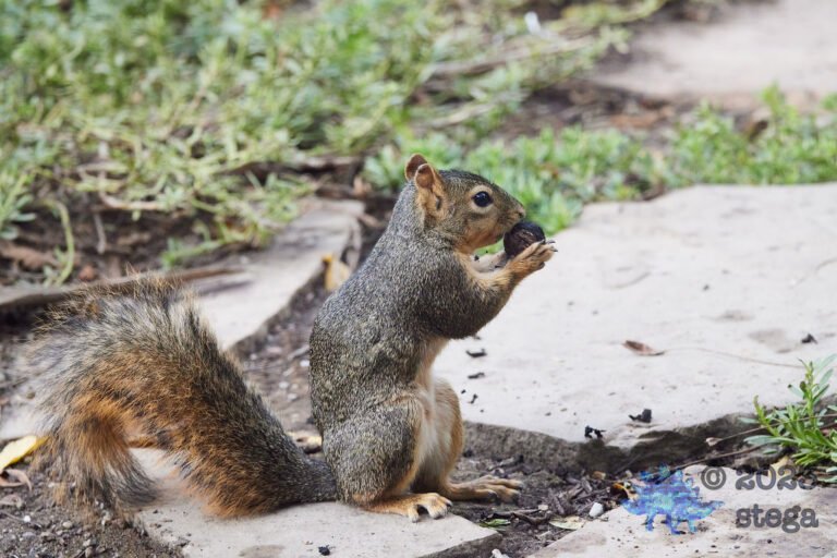 Fox Squirrel