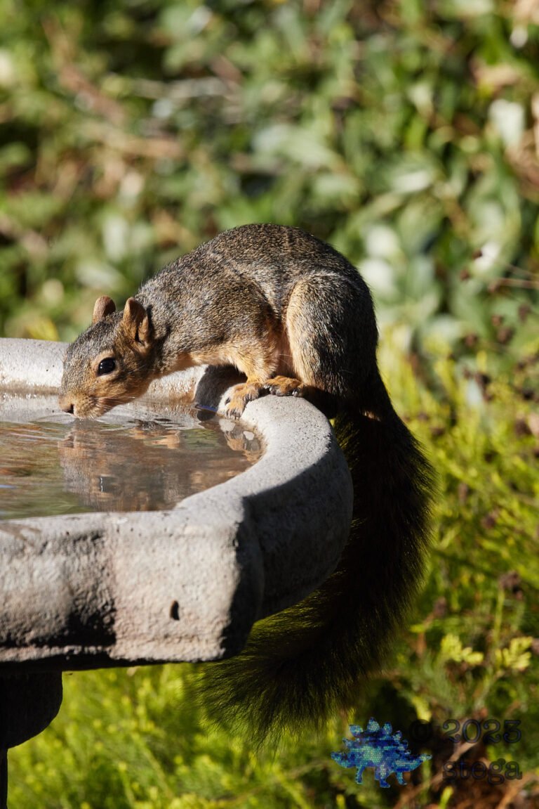 Fox Squirrel