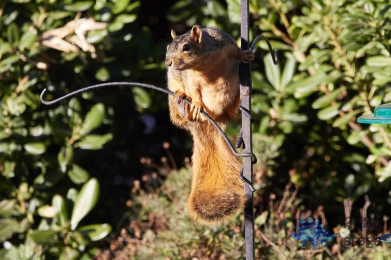 Fox Squirrel