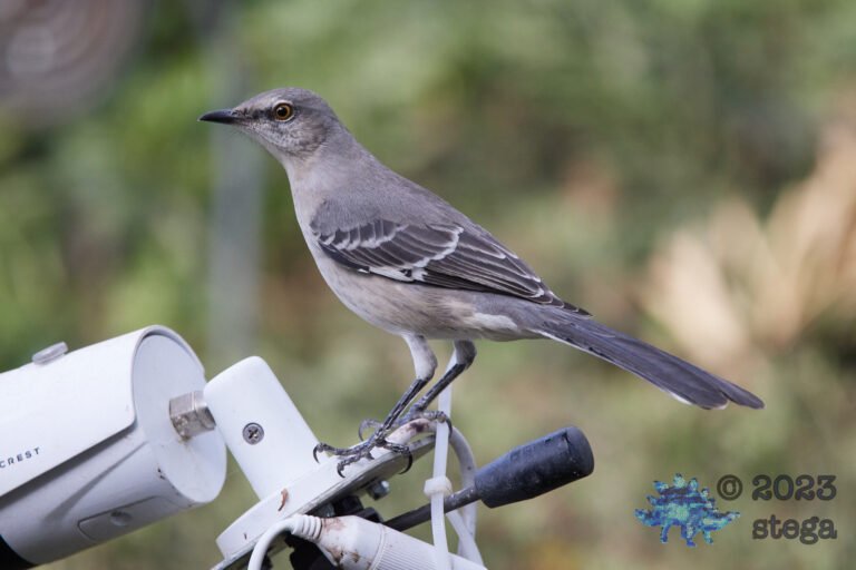 Northern Mockingbird